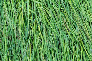 High wet lodged grass covered with water drops after rain