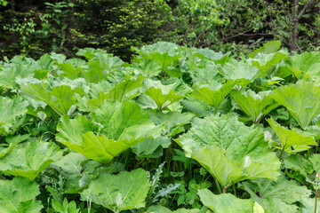 Leaves of common butterbur on blurred background of trees