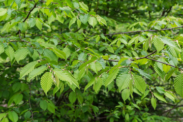 Branch of hornbeam with green leaves on a blurred background