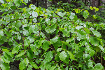 Branch of beech with green leaves covered with water drops