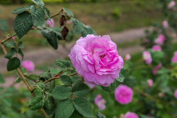Pink flower of garden rose, close-up in selective focus
