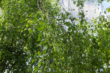 Birch branches hanging down on a blurred background