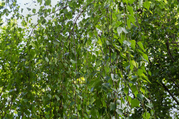 Birch branches hanging down on a blurred background