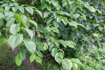 Branches of field elm with fresh leaves in overcast morning