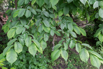 Branches of field elm with fresh leaves in overcast morning