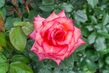Pink-red flower of rose, close-up in selective focus
