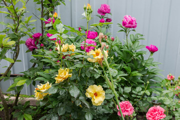 Bush of blooming yellow rose against the pink peony bush
