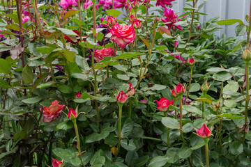 Bush of blooming red rose against the other flowers