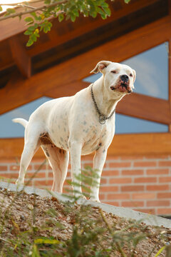 Cachorro grande