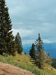 pine forest in the mountains