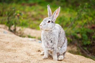 Cute gray rabbit sitting on a country road.