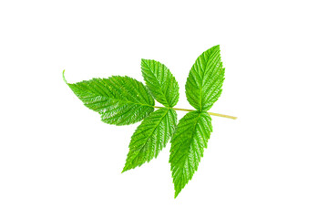 Bright green raspberry leaf isolated on white background.