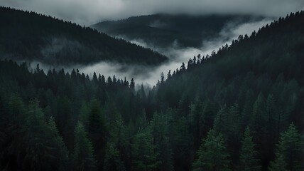 Serene mountain forest shrouded in mist; moody, atmospheric evergreen landscape.