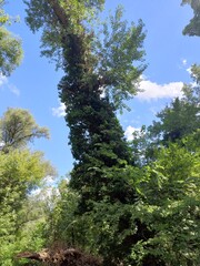 Tall Tree Covered with Ivy in a Summer Forest
