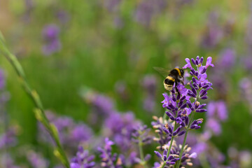  Bee sitting on purple Lavender. Insect resting on field flower in summer. Honey bee collecting nectar from  a vibrant Lavender.Organic bio farming, back to nature. Selective focus, copy space.