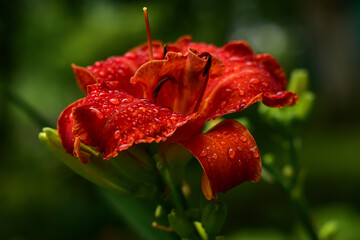 Red Lily in natural habitat in bloom with raindrop. Red daylily flower in flowerbed.