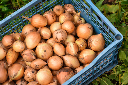 Onios in a crate in open-air-market.A box of onions. Vitamin vegetables. Vegetarian food. Ripe onions in the garden. Harvesting and gardening.