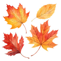 Obraz premium Watercolor autumn leaves in shades of red orange and yellow isolated on a transparent background fall foliage