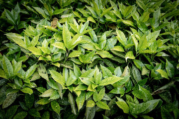 Green leaves pattern background, Natural background and wallpaper
