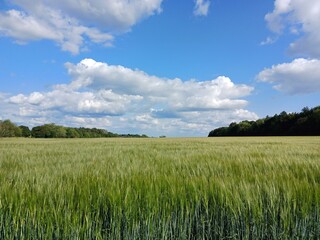 barley, grains, field, haverhill, fields, nature, rural area, village, suffok, uk