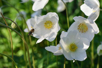Delicate white wood anemone in the spring garden. Beautiful first spring flowers. Wood anemone bloomed in the city park. Flowers and the  honeybee.