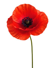 A single coral colored poppy flower with a dark center stands elegantly against a white backdrop isolated on transparent background