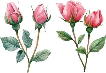 bouquet of pink roses