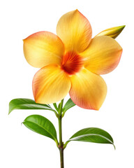 Fototapeta premium A vibrant yellow plumeria flower with green leaves isolated on a transparent background