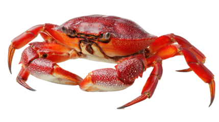 Close-up view of a vibrant red crab showcasing intricate details and natural beauty against a clean white backdrop