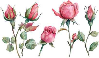 pink and white roses