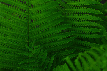 Green fern leaves close up view, nature background. Botanic wallpaper. Beautiful dark green fern leaf texture.