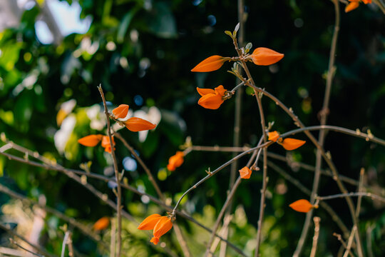 Beautiful gold finger plant Juanulloa mexicana blooming outdoors in japan
