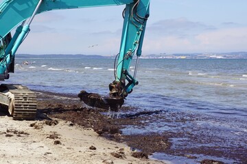 Ein Bagger reinigt den Strand von Algen, Rotalgen und Seetang