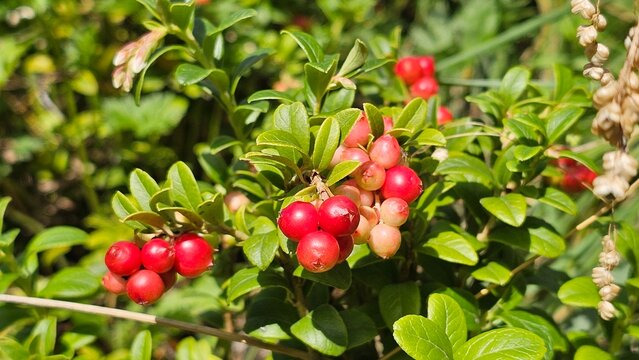 Sweden. Vaccinium vitis-idaea is a small evergreen shrub in the heath family, Ericaceae. It is known colloquially as the lingonberry, partridgeberry, foxberry, mountain cranberry, or cowberry.  