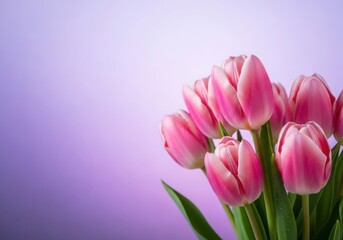Naklejka premium Delicate Pink Tulips on Purple Gradient Background