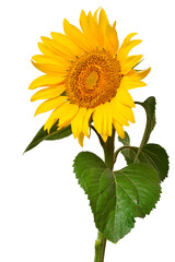 Sunflower isolated on white background. Sun symbol. Flowers yellow, agriculture. Seeds and oil....