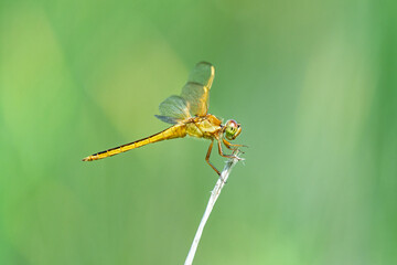 Amber Dragonfly on Green