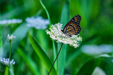 Butterfly's Lacy Landing