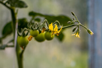 Growing tomatoes in a greenhouse. Small green tomatoes and yellow tomato flowers on a stem. Growing and caring for tomatoes. Growing organic products.