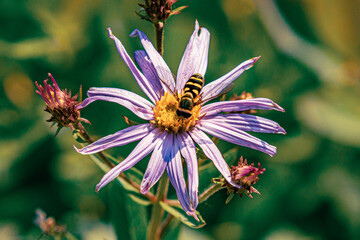 Hoverfly's Aster Snack Time