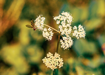 Hoverfly's White Blossom Buffet