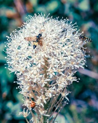 Bugs' White Flower Rendezvous