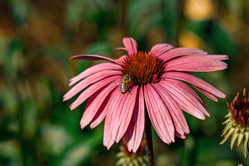 Bee's Pink Coneflower Garden