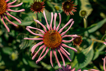 Coneflower's Bee-utiful Visitor