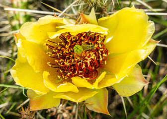 Cactus Bloom's Tiny Guest
