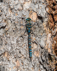 Barking Up The Right Tree