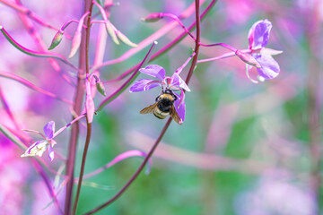 Bumblebee's Purple Flower Feast