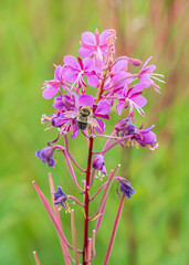 Bumblebee's Pink Flower Feast