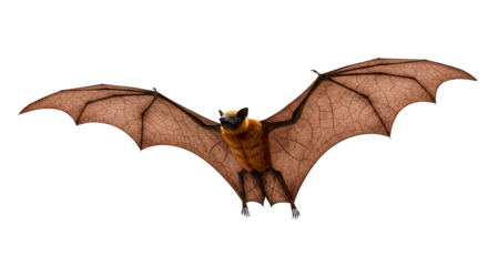 Flying bat animal isolated on white background wings outstretched nocturnal creature mammal wildlife on transparent background