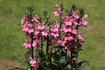 Flowering Cardinal Flower, Lobelia speciosa fan burgundy. Family Campanulaceae, Summer, July, Netherlands.
